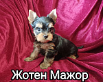 Собаки в Кемерово: Zhe tem mazhor Мальчик, 30 000 руб. - фото 1