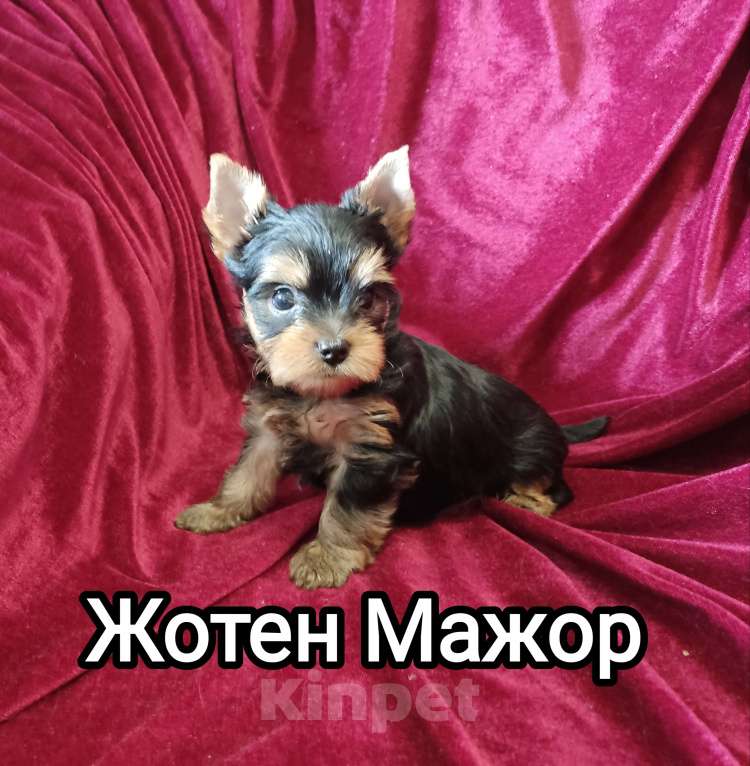 Собаки в Кемерово: Zhe tem mazhor Мальчик, 30 000 руб. - фото 1