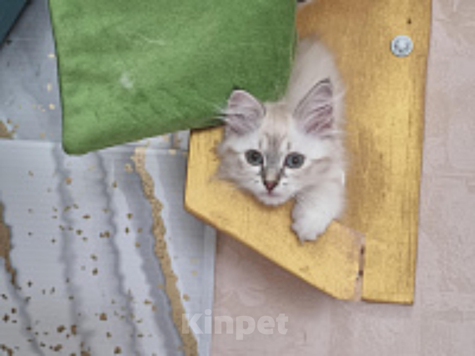 Кошки в Екатеринбурге: Невские маскарадные котята Разнополые, 35 000 руб. - фото 6