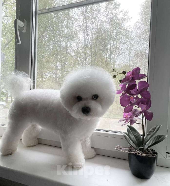 Собаки в Москве: Щенок Бишон Фризе (Мия) Девочка, 110 000 руб. - фото 3