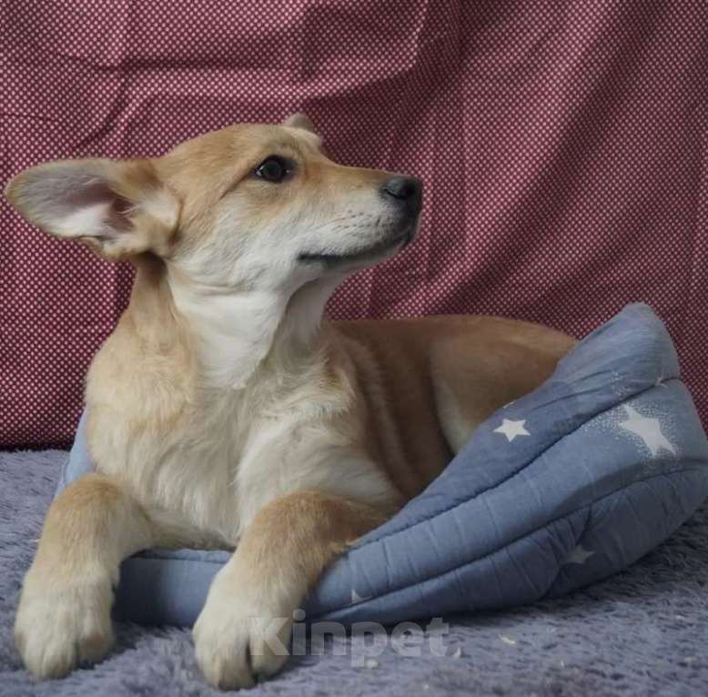 Собаки в Москве: Рыжий щенок, бородатый, белый, в добрые руки щенки Мальчик, 1 руб. - фото 10