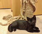 Кошки в Самаре: Чёрные британские кот и кошка Девочка, Бесплатно - фото 1