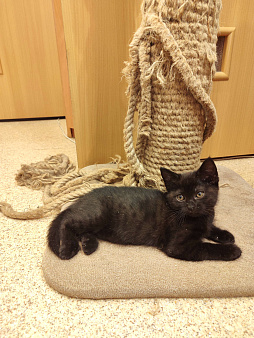 Объявление: Чёрные британские кот и кошка, Бесплатно, Самара