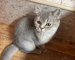 Кошки в Калуге: Британский котёнок Мальчик, 20 000 руб. - фото 5