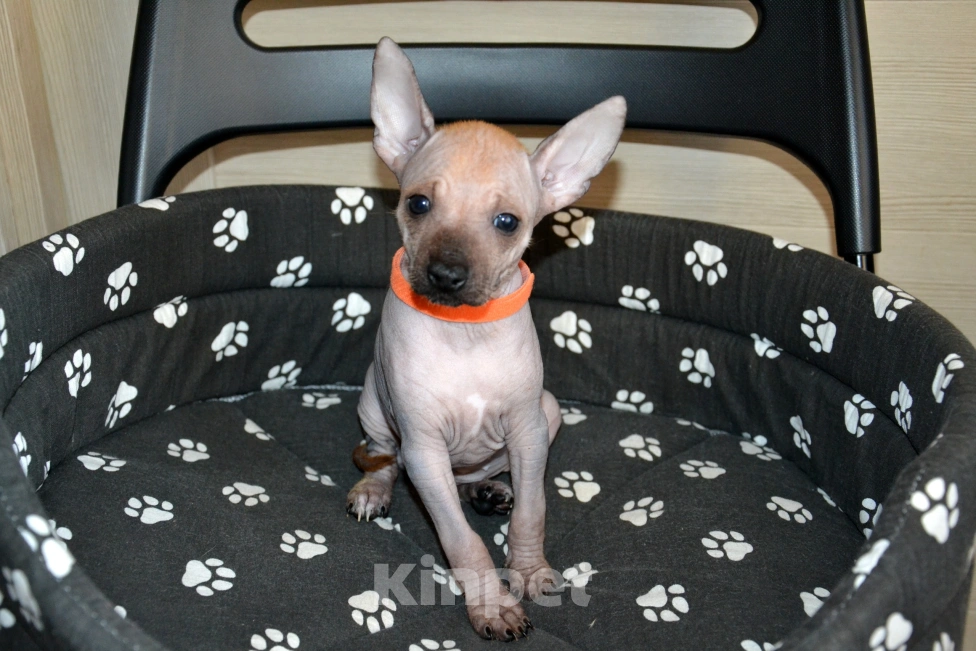 Собаки в Москве: Щенки ксоло мини (мексиканская голая собака) Девочка, 45 000 руб. - фото 2