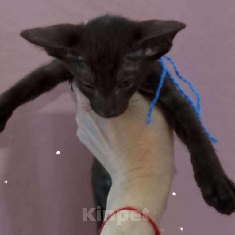 Кошки в других городах Воронежской области: Продажа ориентального котенка из Питомника. Мальчик, 25 000 руб. - фото 2