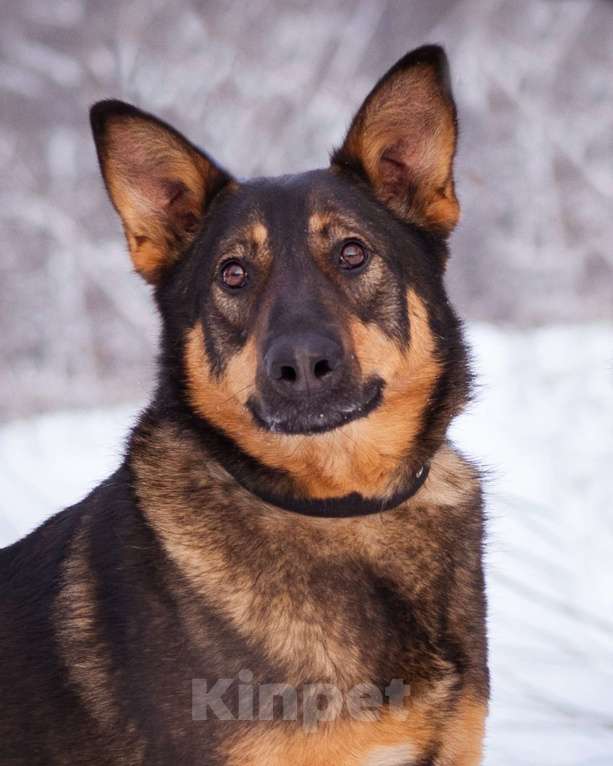 Собаки в Москве: Метис овчарки ищет дом Девочка, Бесплатно - фото 3