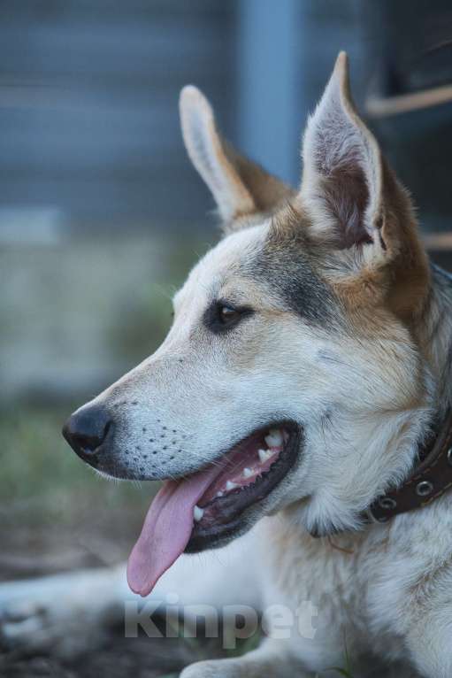 Собаки в Москве: Серафима — собака-удача в дар  Девочка, 1 руб. - фото 3