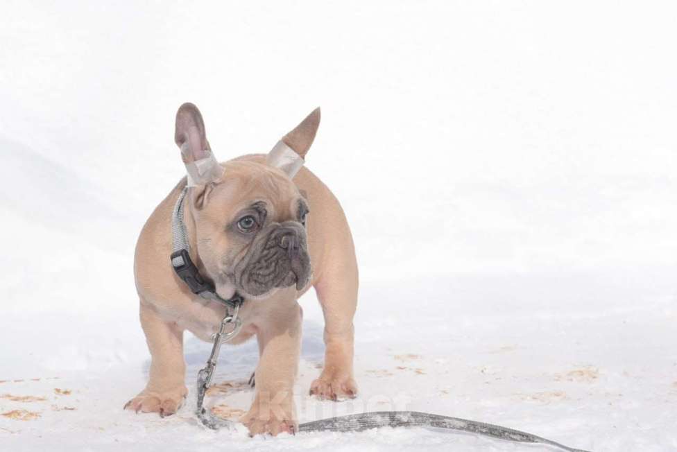 Собаки в Москве: Мальчишка палевоголубой Мальчик, 40 000 руб. - фото 4