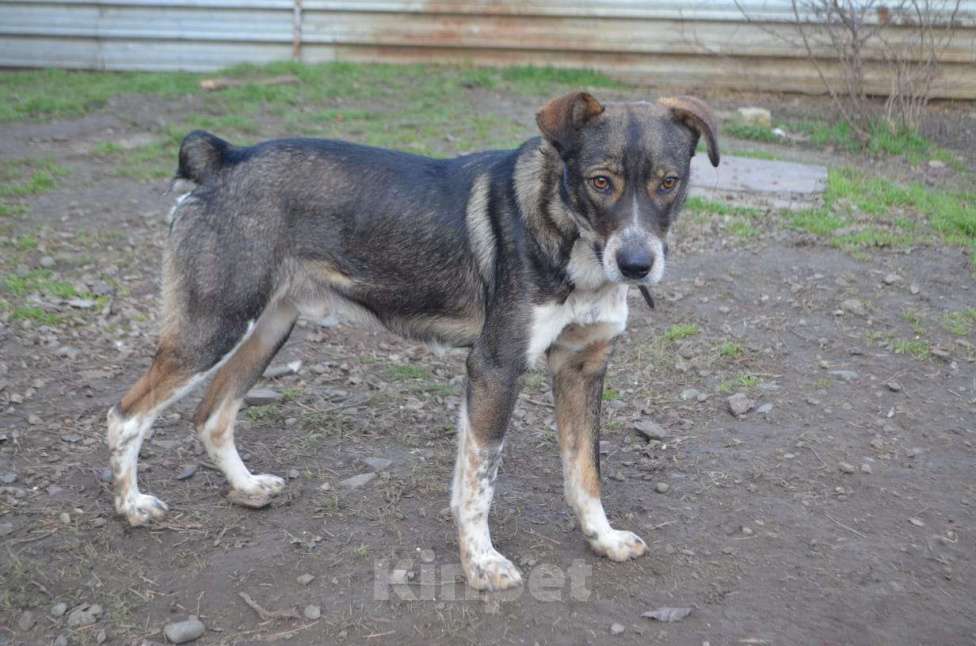 Собаки в Краснодаре: ДЖЕМ СУПЕР ОХРАННИК Мальчик, Бесплатно - фото 4