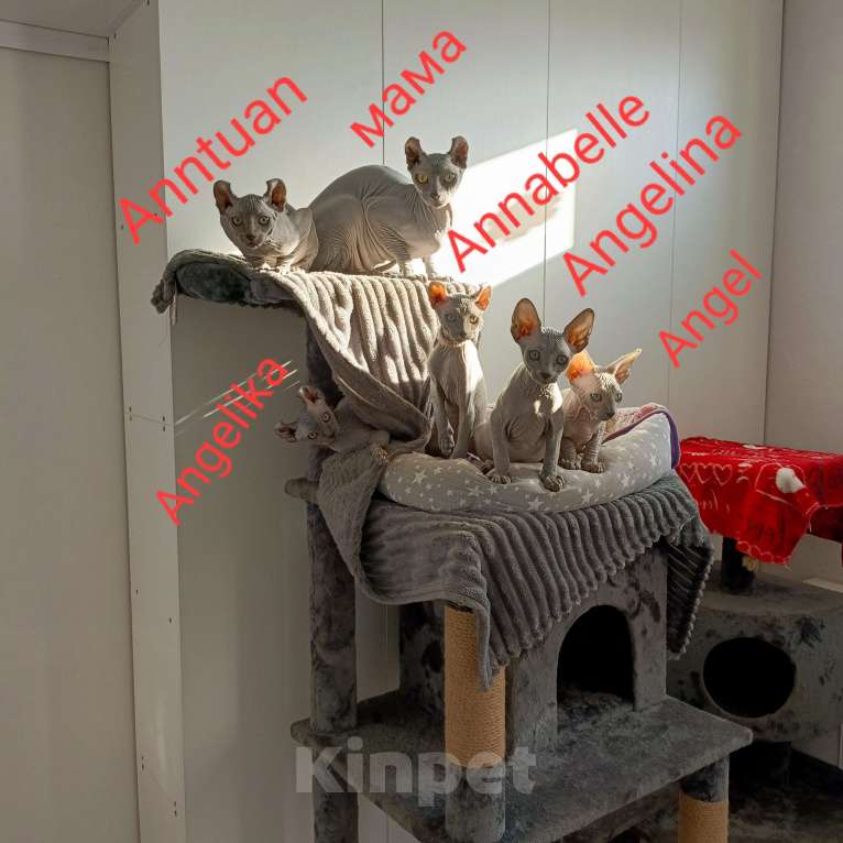 Кошки в Москве: Голубой солидный эльф  Мальчик, 180 000 руб. - фото 5