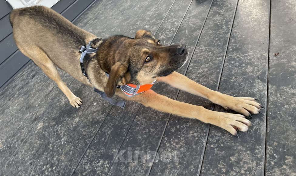 Собаки в Туле: Обожает детей и комплименты Девочка, Бесплатно - фото 2