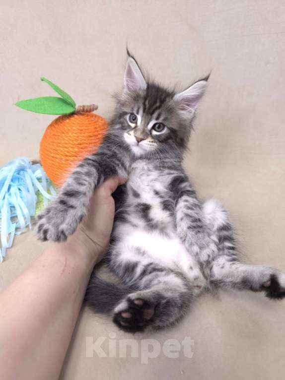 Кошки в Москве: Мальчик помет С Мальчик, 65 000 руб. - фото 2