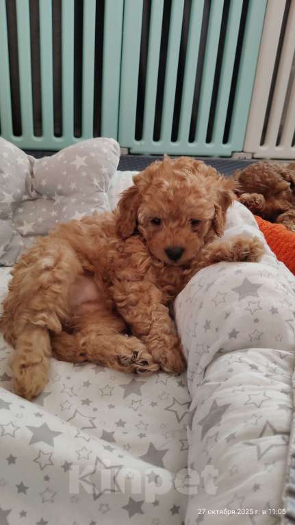 Собаки в Мытищах: Миниатюрный пудель Абель Девочка, 150 000 руб. - фото 4