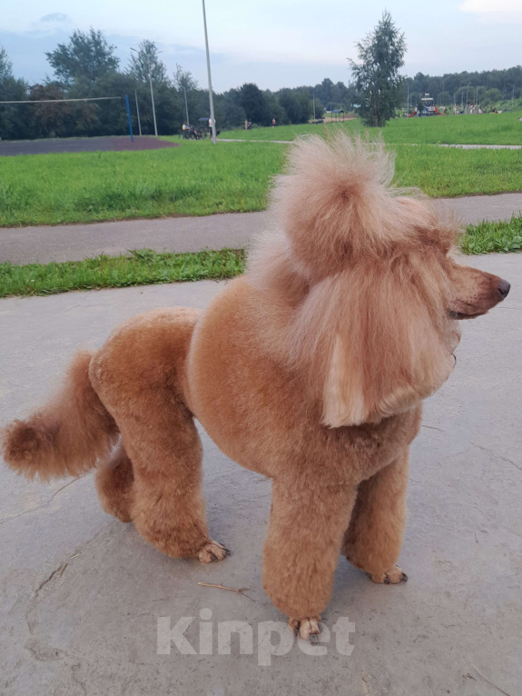 Собаки в Балашихе: Малый пудель,мальчики Мальчик, 40 000 руб. - фото 3
