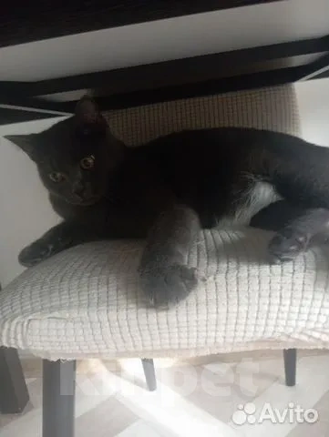 Кошки в Ханты-Мансийске: Шотландский прямоухий длинношёрстный, взрослый кот Мальчик, Бесплатно - фото 4