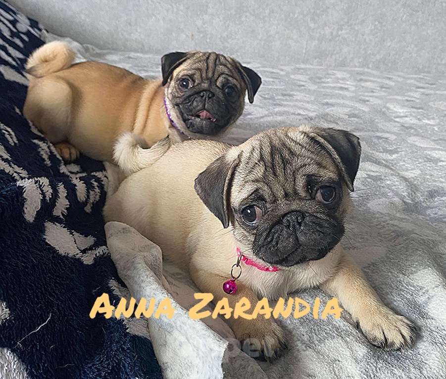 Собаки в Кропоткине: Щенки мопса Разнополые, Бесплатно - фото 2