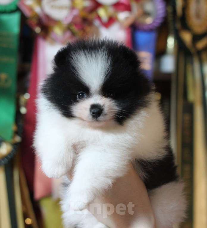 Собаки в Москве: Шикарная бело-черная девочка Девочка, 80 000 руб. - фото 3