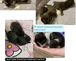 Кошки в Кемерово: Котята в добрые руки Девочка, Бесплатно - фото 2