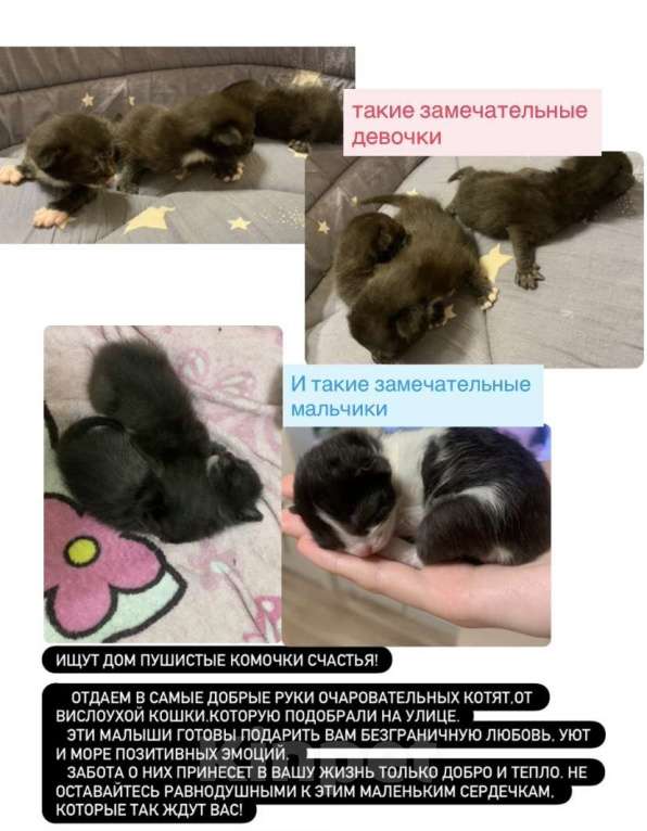 Кошки в Кемерово: Котята в добрые руки Девочка, Бесплатно - фото 2