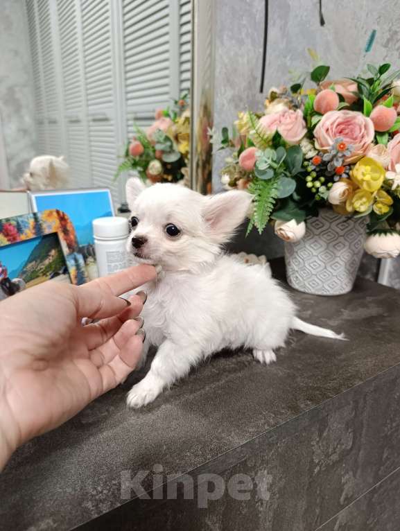 Собаки в Краснодаре: Чихуахуа длинношерстный Мальчик, 25 000 руб. - фото 7