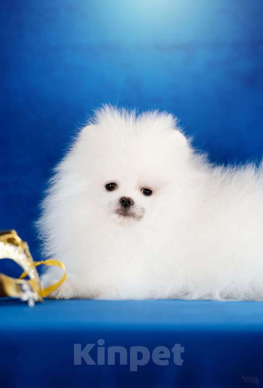 Собаки в Москве: Бело-кремовый мальчик Мальчик, 85 000 руб. - фото 1