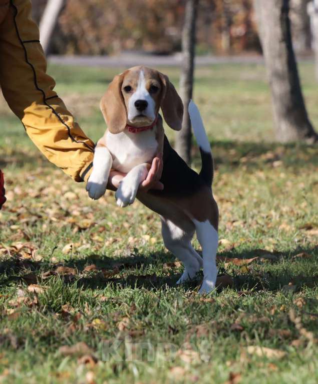 Собаки в Самаре: Щенок бигля, девочка! Девочка, 45 руб. - фото 4