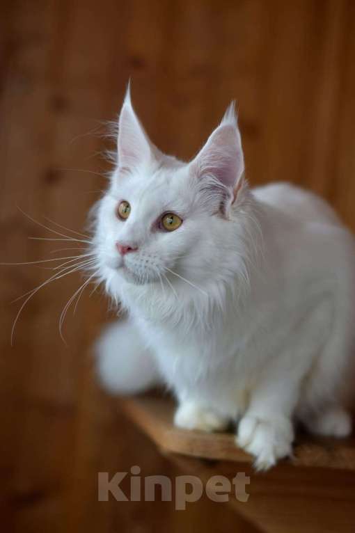 Кошки в Москве: Котенок 2 Мальчик, 1 руб. - фото 3