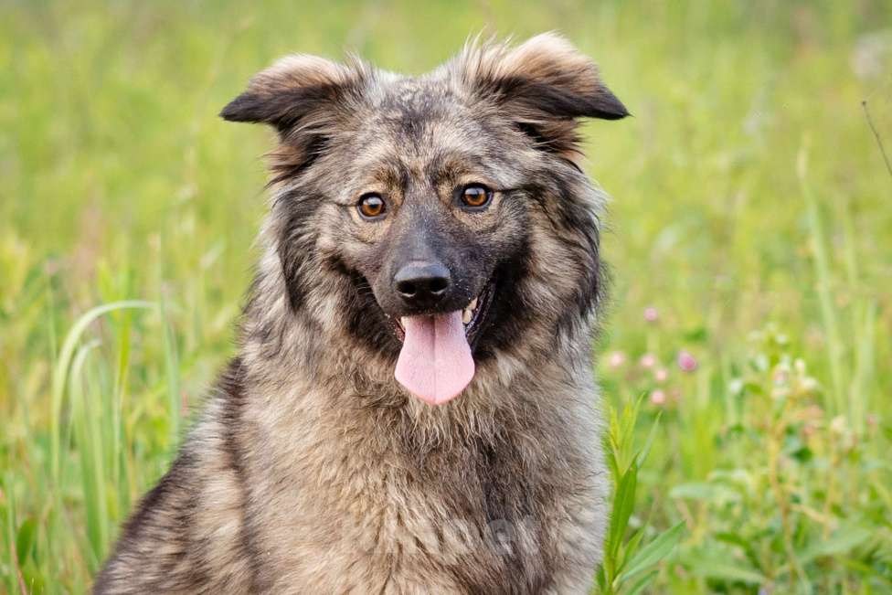 Собаки в Москве: Небольшая девочка из приюта ищет дом Девочка, Бесплатно - фото 5