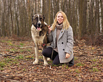 Собаки в Видном: Гор, 2 года Мальчик, Бесплатно - фото 8