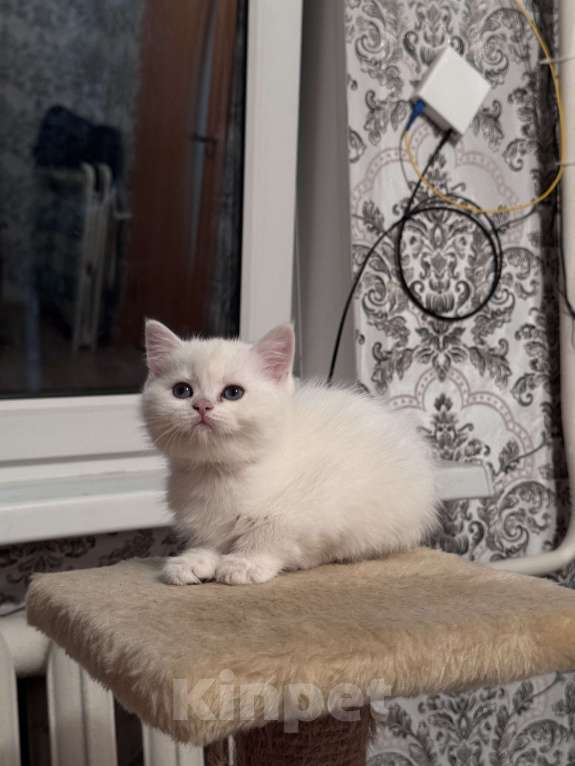 Кошки в Воронеже: Британская шиншилла (девочка) Девочка, Бесплатно - фото 2