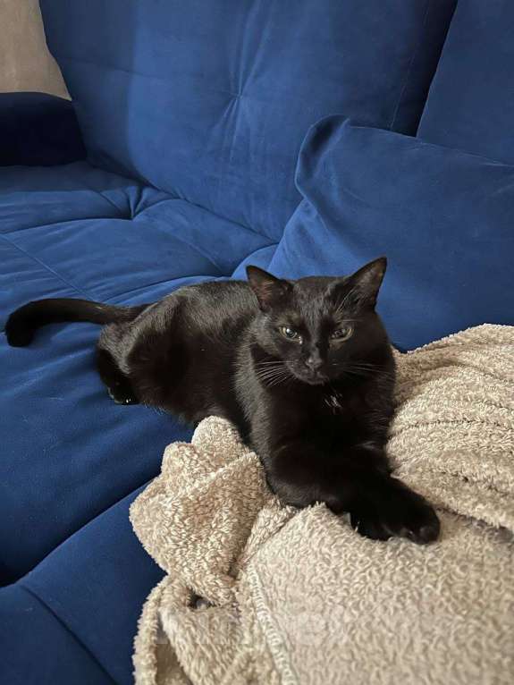 Кошки в Ялте: Срочно!Помогите!Потерялась кошечка.У нее эпилепсия  Девочка, Бесплатно - фото 2