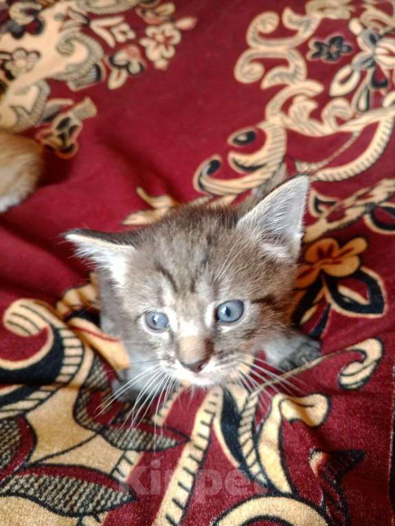 Кошки в других городах Тульской области: 2 котика и 2 кошечки, кушают, к туалету приучены, от кошки мышелова Мальчик, Бесплатно - фото 7