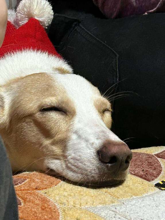 Собаки в Саратове: Отдам в добрые руки Девочка, Бесплатно - фото 6