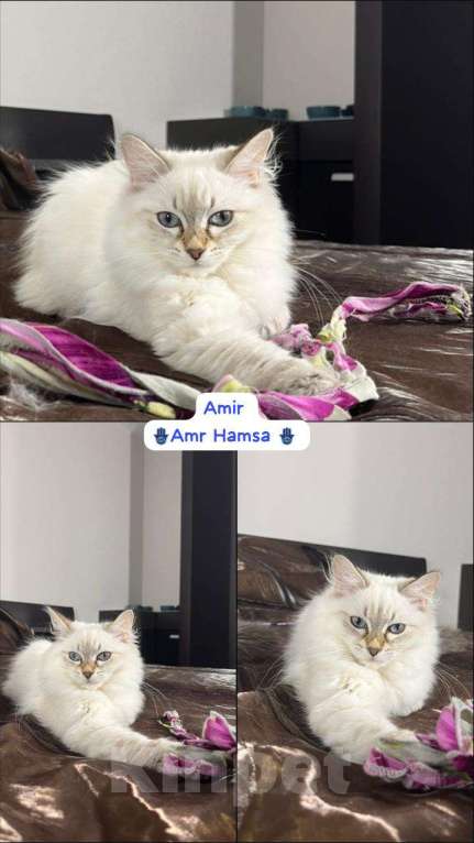 Кошки в Красногорске: Amir Мальчик, 40 000 руб. - фото 1