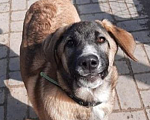 Собаки в Рязани: Мишка - воспитанный щенок-подросток Мальчик, Бесплатно - фото 1
