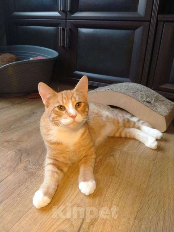 Кошки в Санкт-Петербурге: Котик Пряник в добрые руки Мальчик, Бесплатно - фото 3