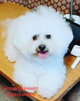 Девочка выставочная 