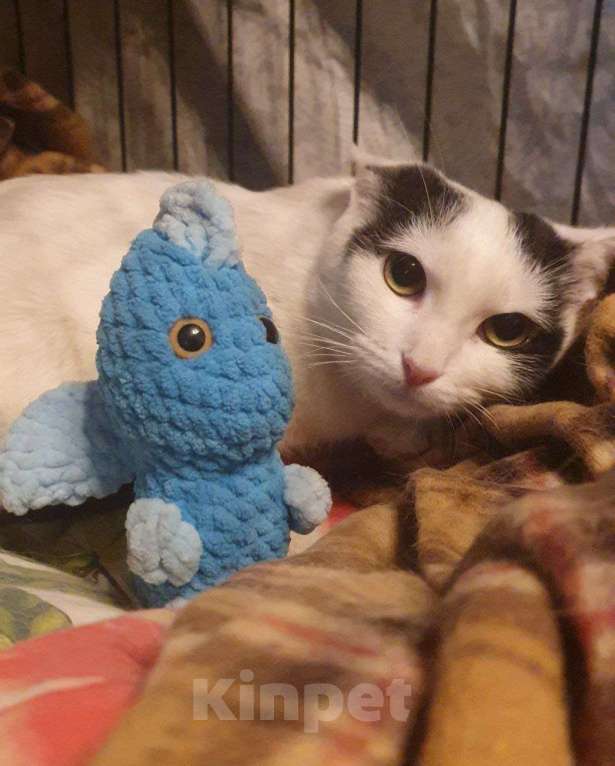 Кошки в Москве: Очарование по имени Понти Девочка, Бесплатно - фото 4