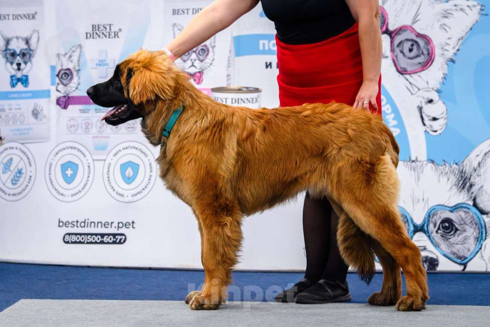 Собаки в других городах Московской области: Ария Прайд Елизар Мальчик, 160 000 руб. - фото 1