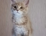 Кошки в Одинцово: Котёнок Мейн-кун Девочка, 30 000 руб. - фото 2