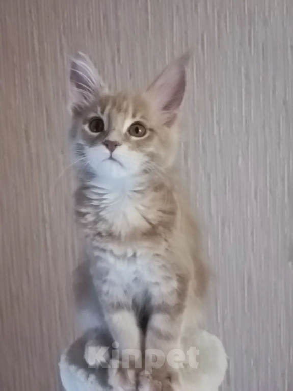 Кошки в Одинцово: Котёнок Мейн-кун Девочка, 30 000 руб. - фото 2