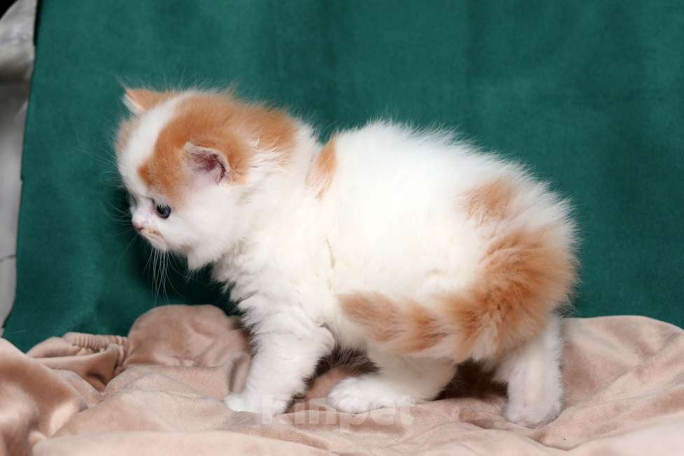 Кошки в Москве: котенок хайленд-страйт Мальчик, 25 000 руб. - фото 3