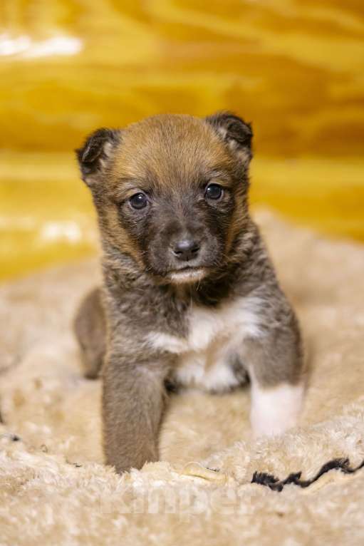 Собаки в других городах Московской области: Малышка Аля Девочка, Бесплатно - фото 2