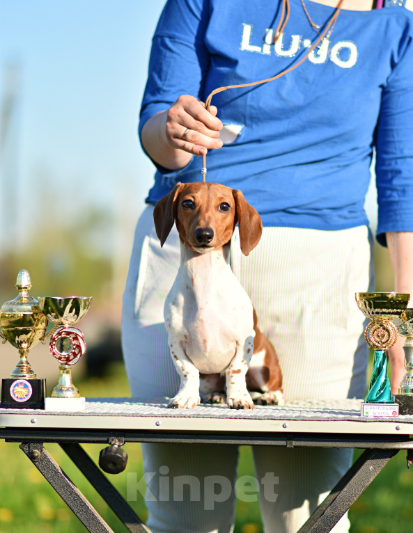 Собаки в других городах Московской области: 🐾 Добрый день☀️ 🏆 Профессиональный питомник «Magical Shine» предлагает щенков таксы миниатюрной па Мальчик, 100 000 руб. - фото 2