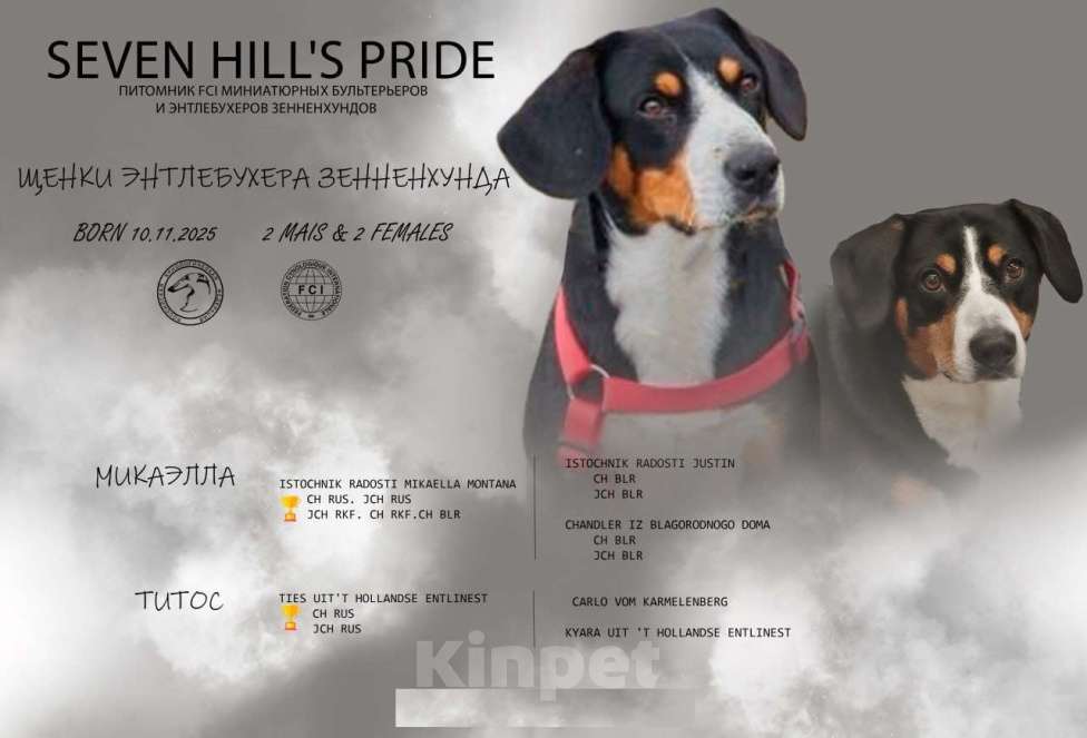 Собаки в Смоленске: Энтлебухер зенненхунд  Девочка, 80 000 руб. - фото 1