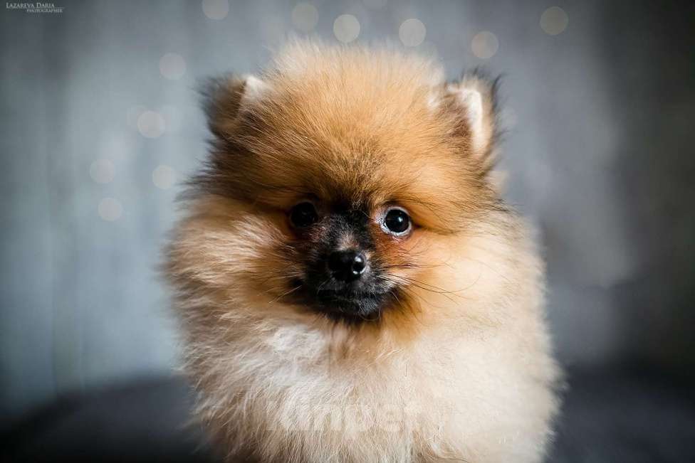 Собаки в Москве: Щенки немецкого шпица (малого) Мальчик, 60 000 руб. - фото 2