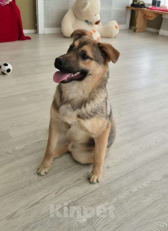 Собаки в Москве: Солнечный Рэкс ищет семью Мальчик, Бесплатно - фото 4