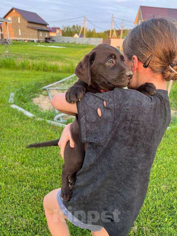 Собаки в Ярославле: Продаются щенки лабрадора-ретривера шоколадного окраса суки Девочка, 65 000 руб. - фото 7