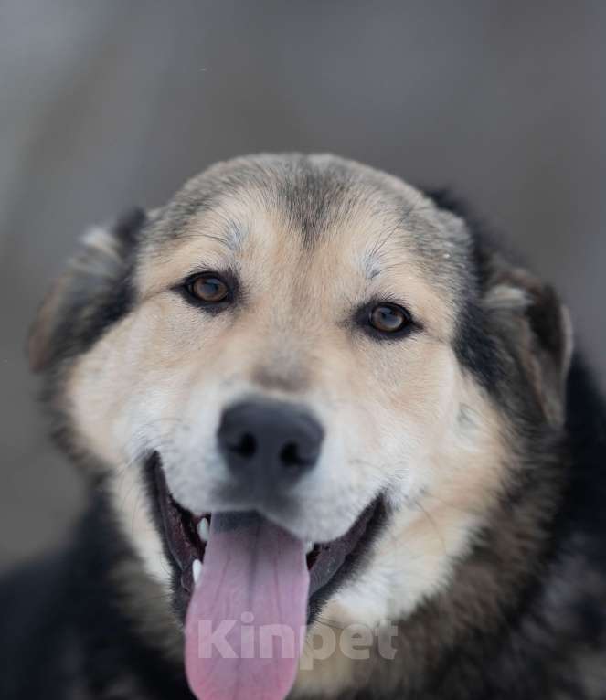 Собаки в Москве: Сладкий плюшка никак своих не нашел Мальчик, Бесплатно - фото 3